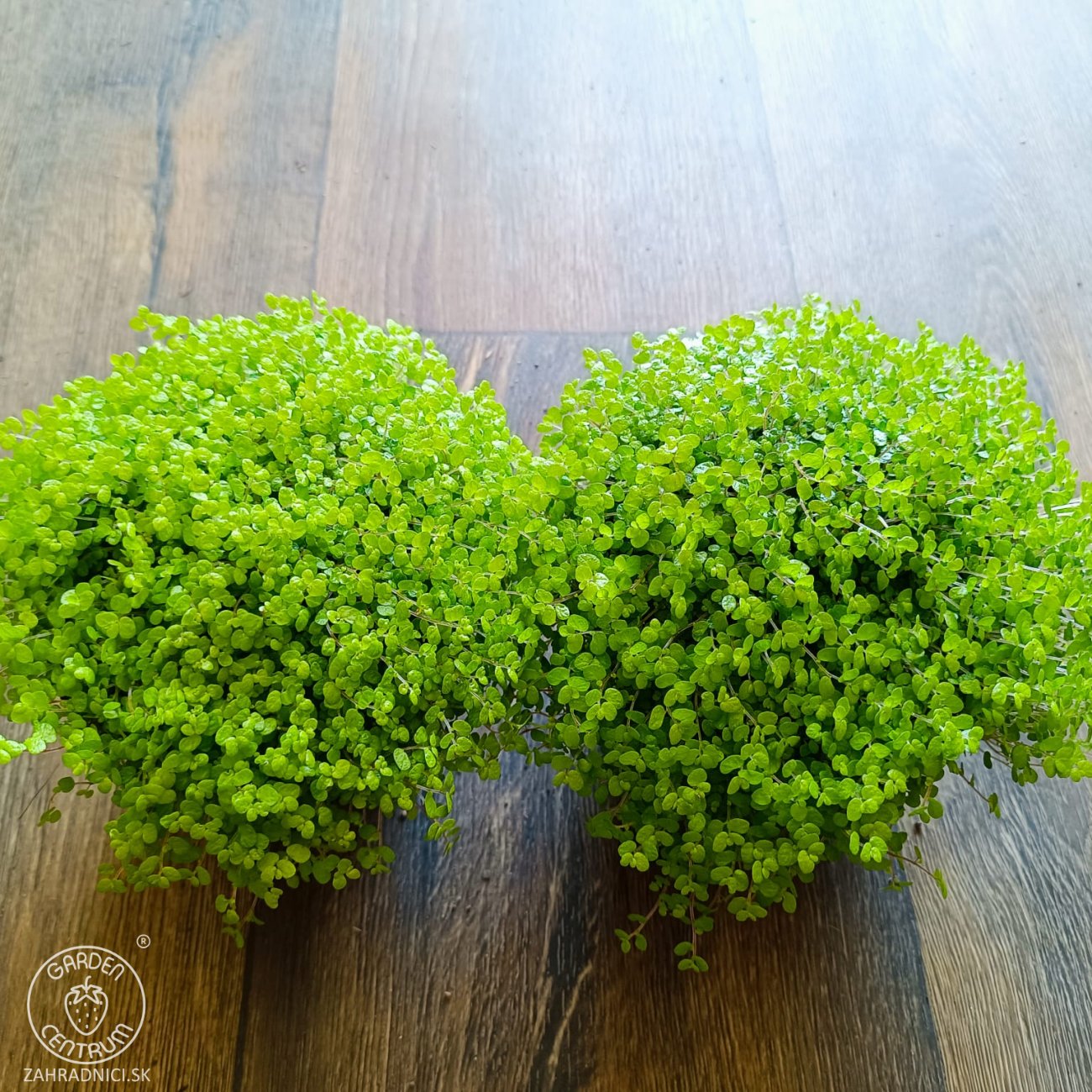 Obrázok Rodinné šťastie (Soleirolia soleirolii) ´AUREA´ - výška 5-10 cm, ⌀ 15-20 cm, kont. C1L
